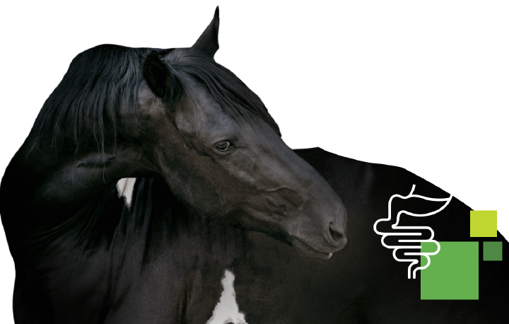 hoeveler equinova pferd verdauung hoeveler equinova pferd verdauung